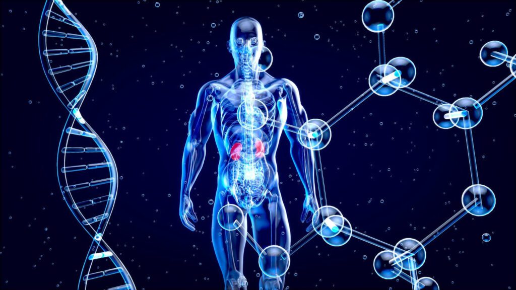 Hormônios: Funções e Importância no Corpo Humano